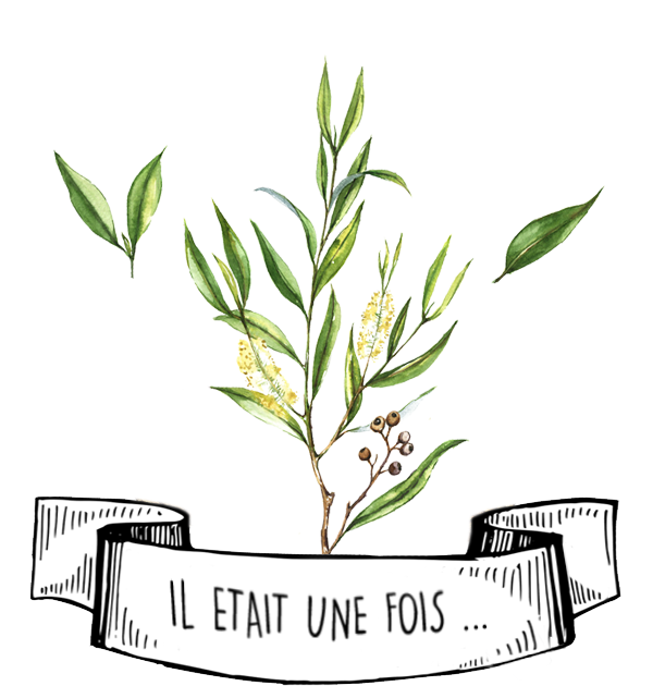 Huile Essentielle de Tea Tree contre l'Acné - Olyaris